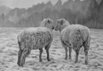Two Sheep, 16 x 24