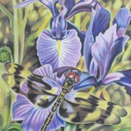 Dragonfly with Iris