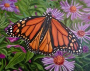 Monarch with Aster, 16 x 20 inches
