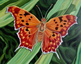 Question Mark Butterfly, 16 x 20 inches